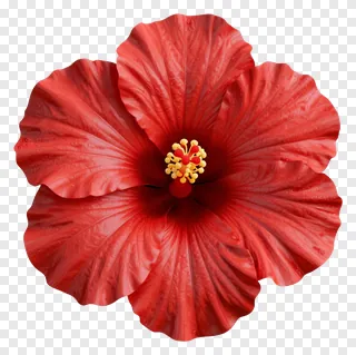 A red hibiscus flower with a prominent stamen cluster.