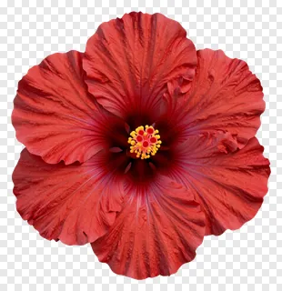 A red hibiscus flower with visible deep veins on its petals.