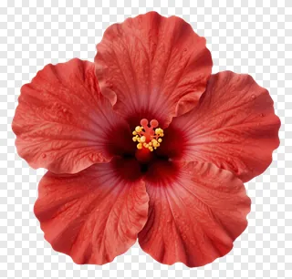 A red hibiscus flower with dewdrops on its petals.