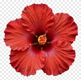 A red hibiscus flower with visible veins.