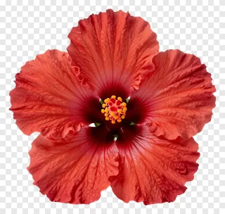 A red hibiscus flower with ruffled petals.