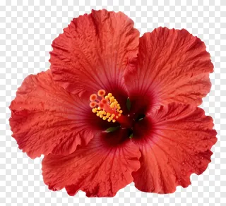 A red hibiscus flower with ruffled petals.