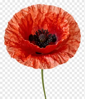 A red poppy flower with ruffled petals.