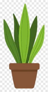 Snake plant in a brown pot with green leaves.