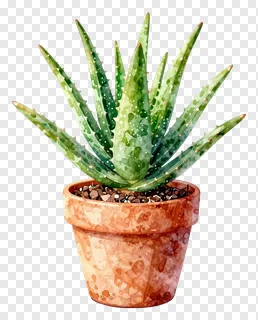 A potted aloe vera plant with green spiky leaves.