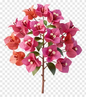 A colorful bougainvillea bloom cluster with pink bracts and small white flowers.