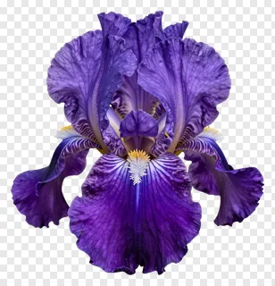 A purple iris flower with detailed petals.