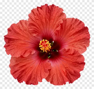 A red hibiscus flower with yellow stamens.