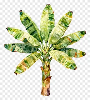 Watercolor painting of a banana tree.