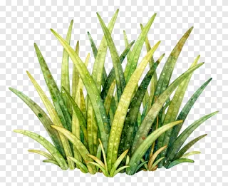 Watercolor illustration of grass with dew drops.