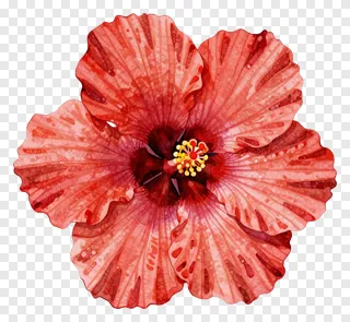 A red hibiscus flower painted in watercolor style.