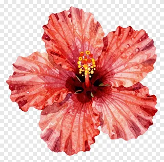 A red hibiscus flower painted in watercolor with speckled details.
