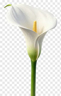 A white calla lily flower with a green stem.
