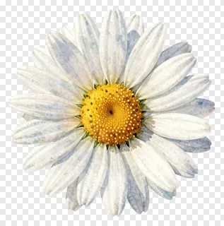 A white daisy with a yellow center.
