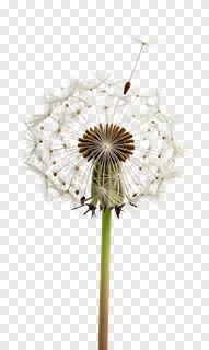 A dandelion seed floating away from its head.