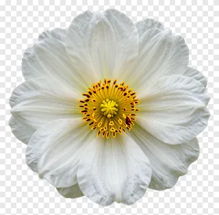 White flower with yellow center, isolated.