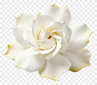 A white gardenia blossom with dewdrops.