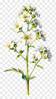 A watercolor painting of kash flowers with blue tints and green stems.