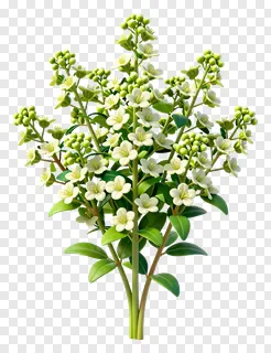 A bouquet of white kash flowers with green buds and leaves.