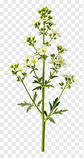 A plant with white flowers and green stems.