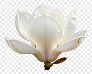 A white magnolia flower with dew drops.