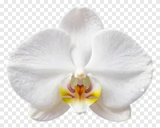 A white orchid blossom with yellow center.