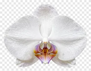 A white orchid flower with a colorful center.