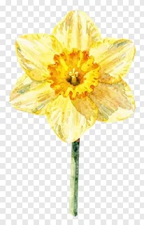 A single yellow daffodil with a green stem.