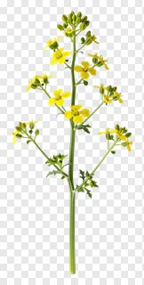A stem of yellow kash flowers with green buds.