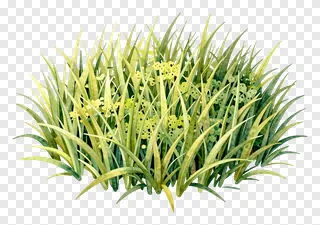 A watercolor illustration of a kash grass clump.