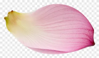 A single pink lotus petal curling inward.