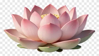A pink lotus flower in full bloom with a golden center.