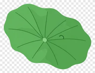Green lotus leaf with curled tip.