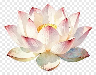 Lotus flower with metallic rim on petals.