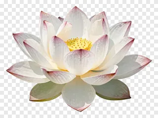 A white lotus flower with pink-tinted edges and a yellow center.