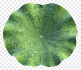 A green lotus leaf with visible veins.