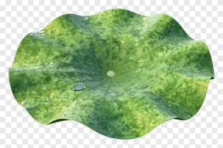 A green lotus leaf with water droplets.