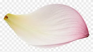A single lotus petal with a gradient color and fine texture.