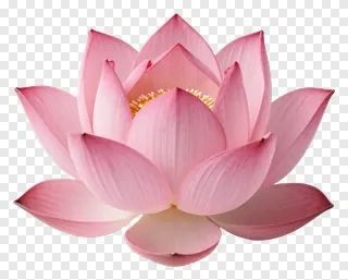 A pink lotus flower in full bloom.
