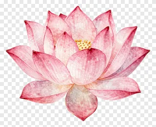 A pink lotus flower in bloom.