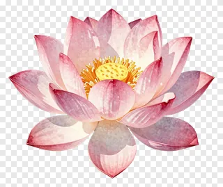 A pink lotus flower with a golden center.