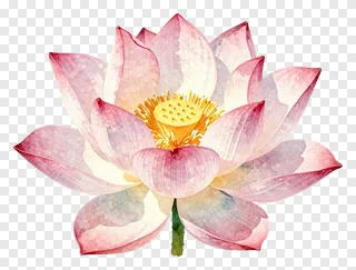 A pink lotus flower in mid-bloom with a golden center.