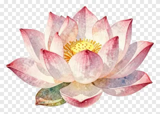 A pink lotus flower painted in watercolor style.