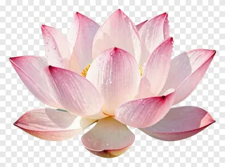 A pink lotus flower with dew drops.