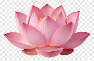 A pink lotus flower with glossy petals.