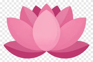 A pink lotus flower with gradient petals.