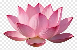 A pink lotus flower with layered petals.