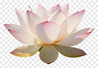 A pink lotus flower with a soft glow.