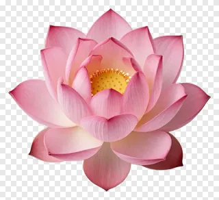 A pink lotus flower with gradient petals.