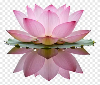 A pink lotus flower with its reflection in water.